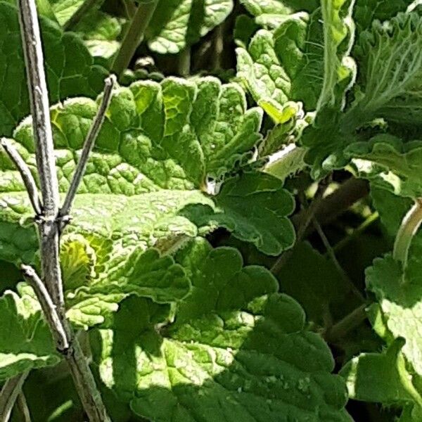 Nepeta racemosa Leaf