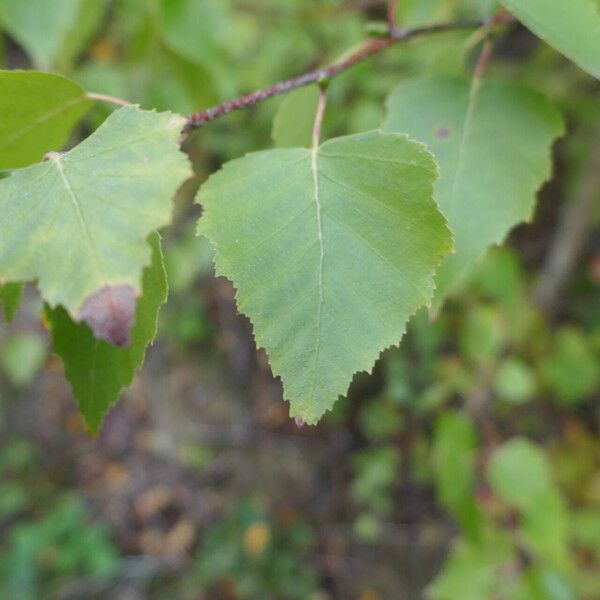 Betula occidentalis Foglia