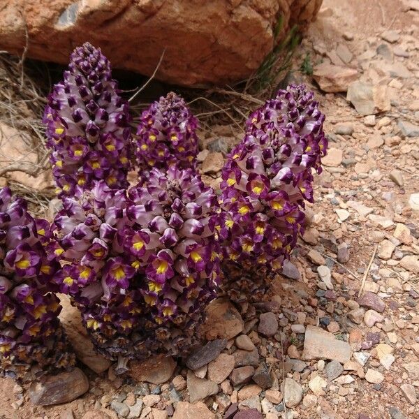 Cistanche violacea Blodyn