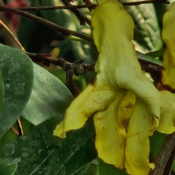 Brunfelsia americana Õis