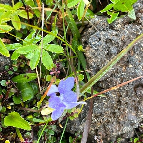 Viola canina Blüte