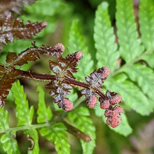 Dryopteris erythrosora Other