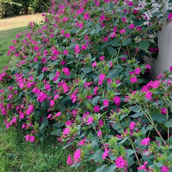 Mirabilis jalapa Habitat