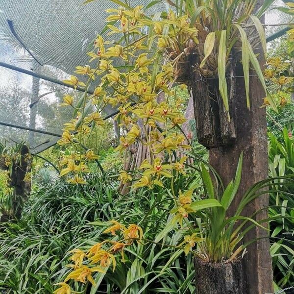 Grammatophyllum speciosum Blüte