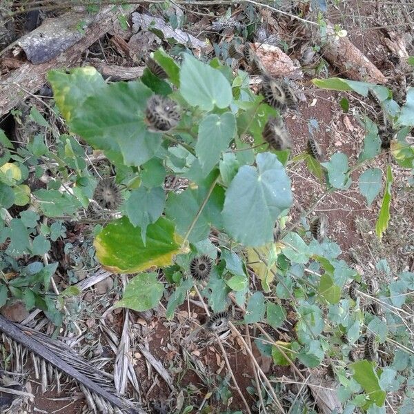 Abutilon exstipulare Alkat (teljes növény)