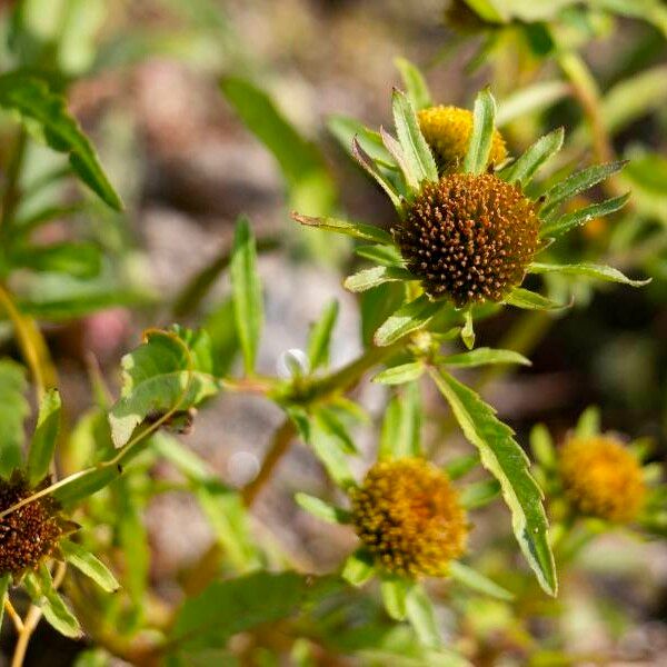 Bidens radiata Цвят