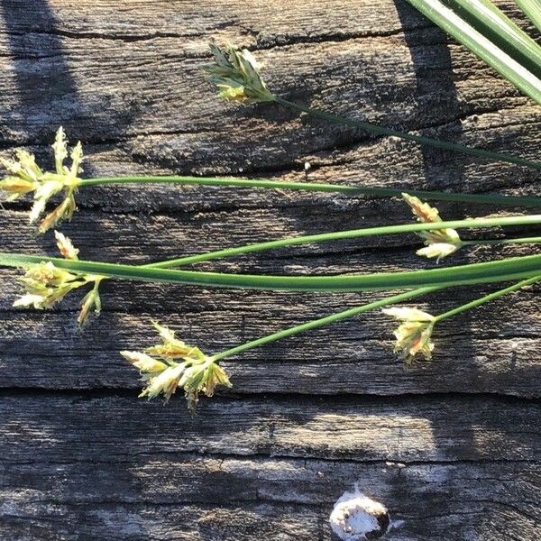 Cyperus longus Blomma