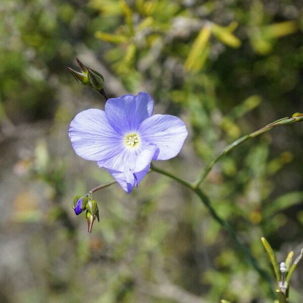 Linum narbonense Flower