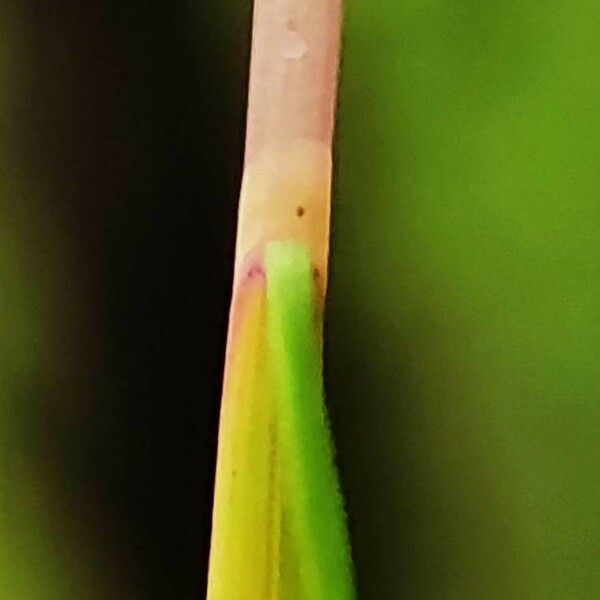 Avenella flexuosa Leaf