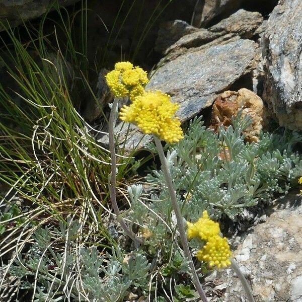 Artemisia glacialis Virág