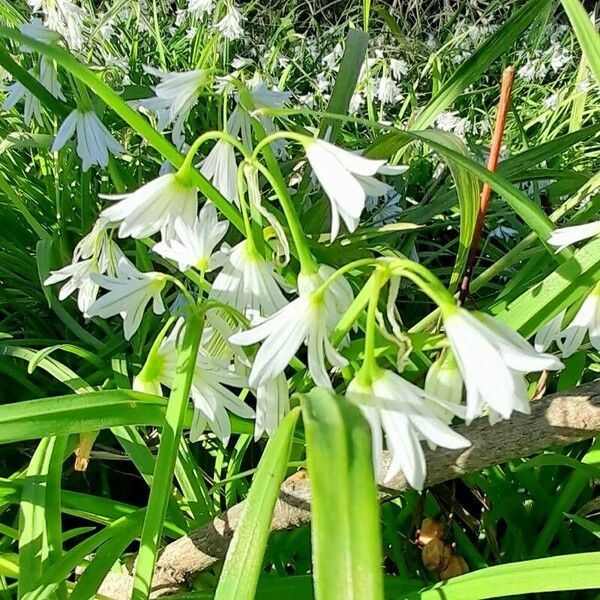 Allium triquetrum Çiçek