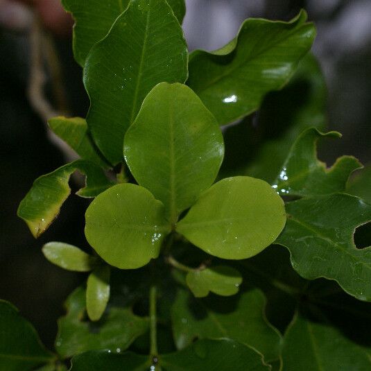 Vepris lanceolata Lehti