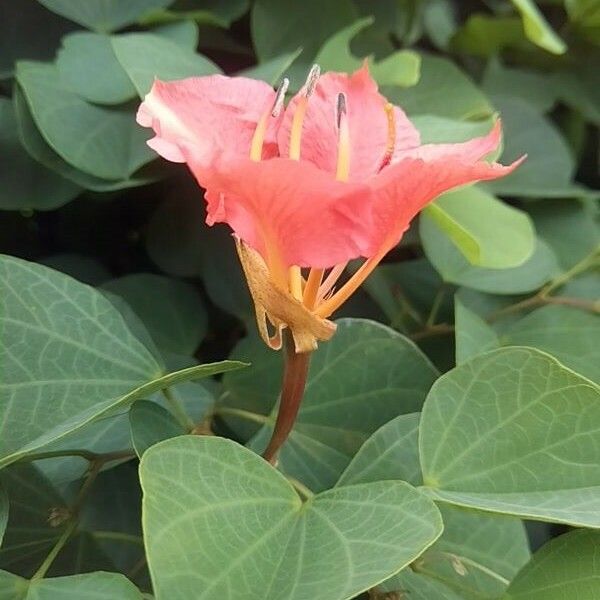 Bauhinia galpinii Flower