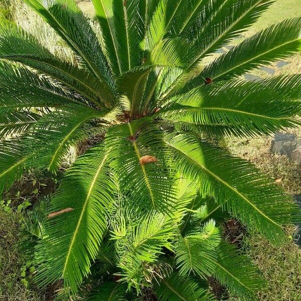 Cycas revoluta Flower