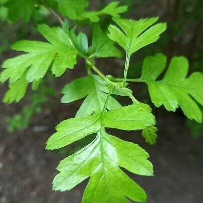 Crataegus monogyna Folla