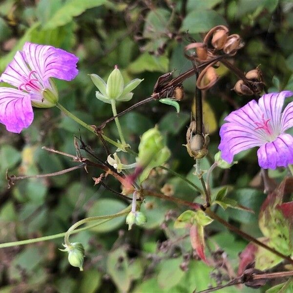 Geranium nodosum Цвят