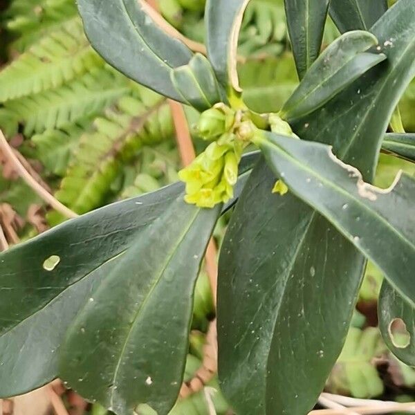 Daphne laureola ফুল