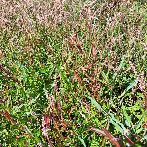 Persicaria decipiens Hàbitat