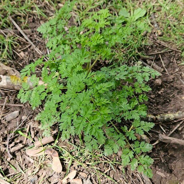 Anthriscus cerefolium Hábitos