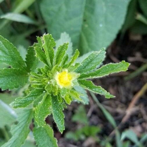 Potentilla norvegica Цвят