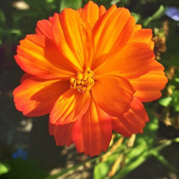 Cosmos sulphureus Flower