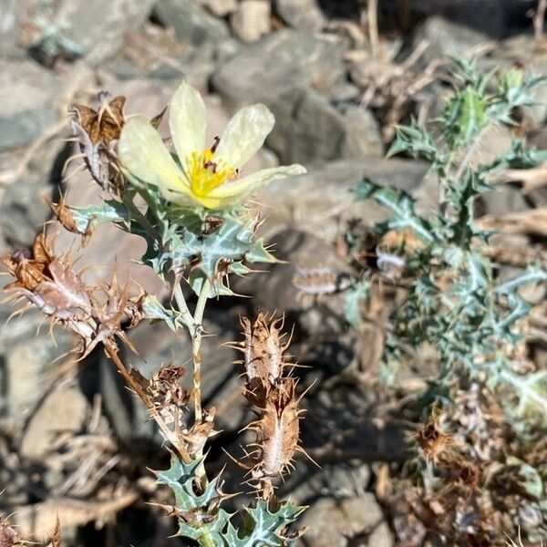 Argemone ochroleuca Flor