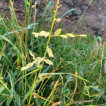 Eragrostis superba Flors