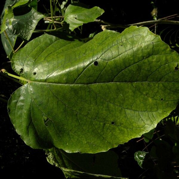 Clerodendrum speciosissimum Листок