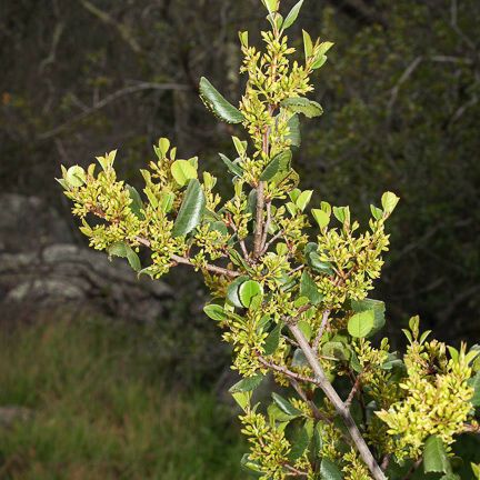 Rhamnus crocea Агульны выгляд