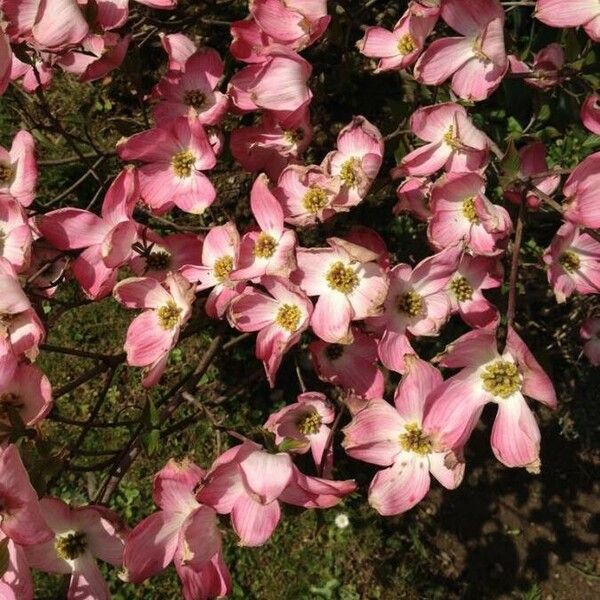 Cornus florida Flor