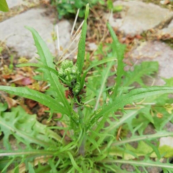 Crepis capillaris पत्ता