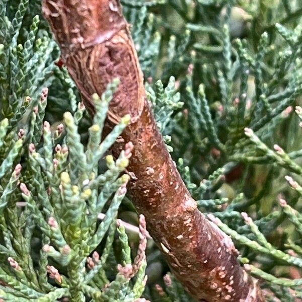 Juniperus scopulorum बार्क (छाल)