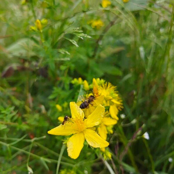 Hypericum perfoliatum Flower