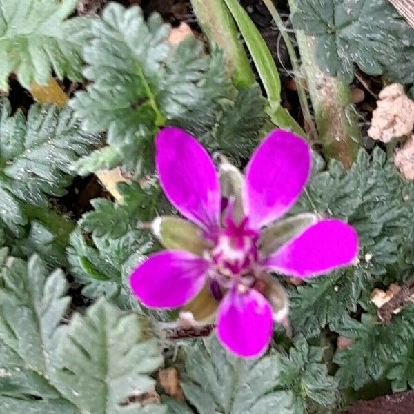 Erodium cicutarium Цвят