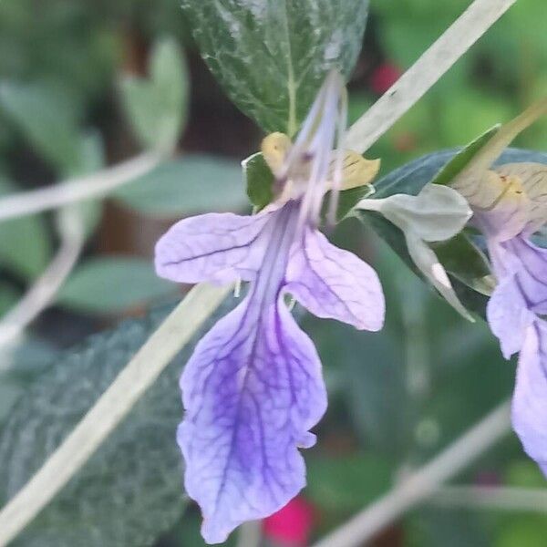 Teucrium fruticans Blüte