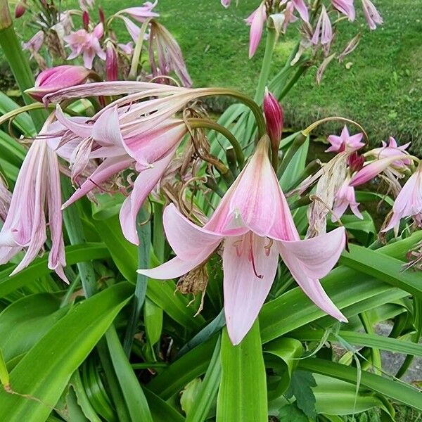 Crinum × powellii Blomma