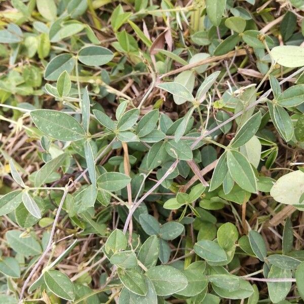 Crotalaria pallida Leaf