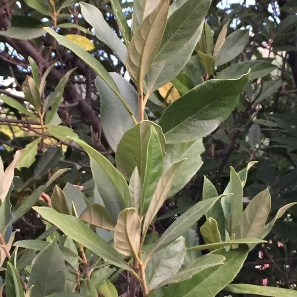 Kiggelaria africana Frunză
