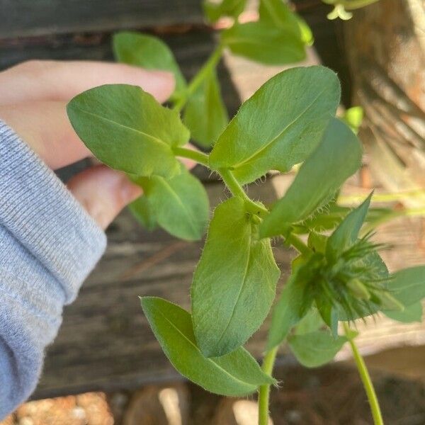 Phlox drummondii Blad