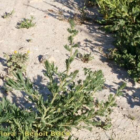 Bassia hyssopifolia Elinympäristö