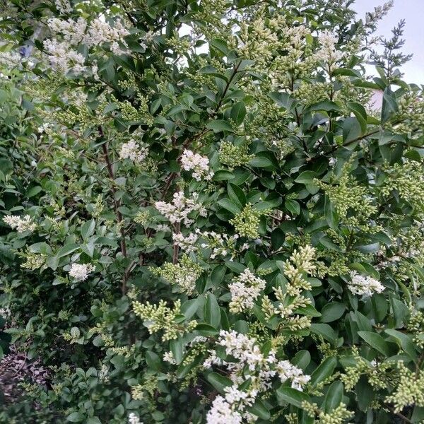 Ligustrum ovalifolium موطن