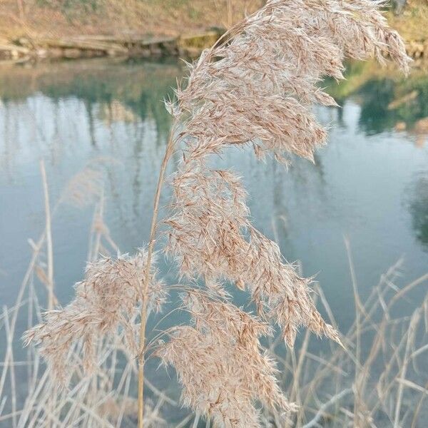 Phragmites australis ഇല