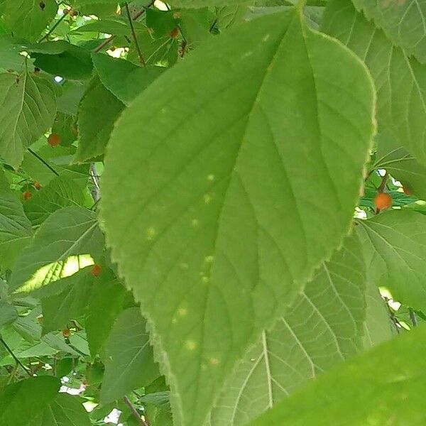 Celtis occidentalis 葉