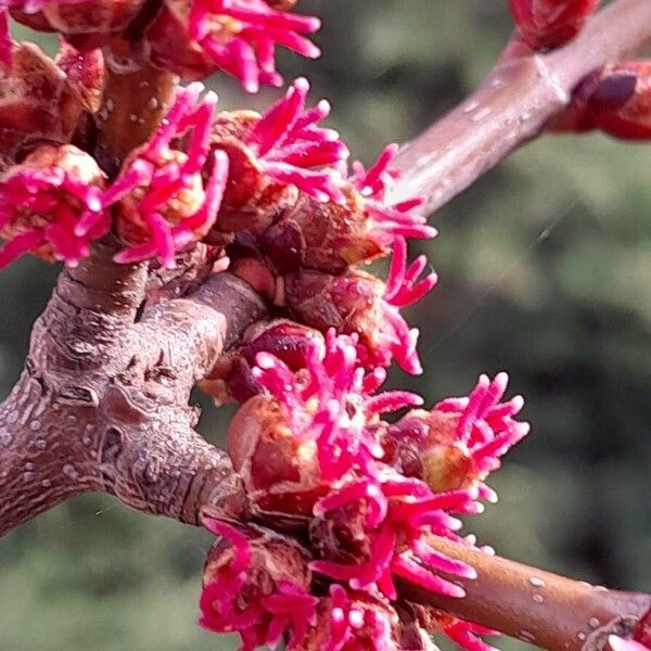 Acer saccharinum Flower