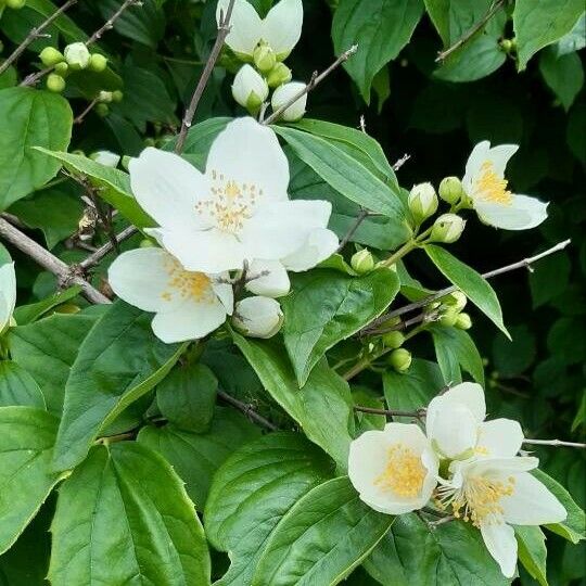 Philadelphus coronarius Квітка