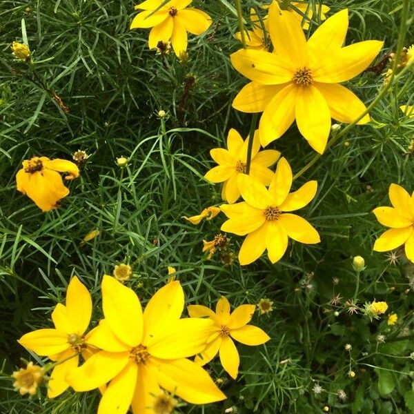 Coreopsis verticillata 形態