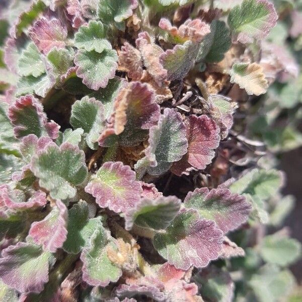 Erodium corsicum Folha