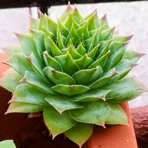 Sempervivum tectorum 葉