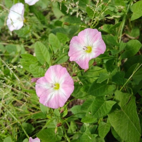 Convolvulus arvensis Cvet