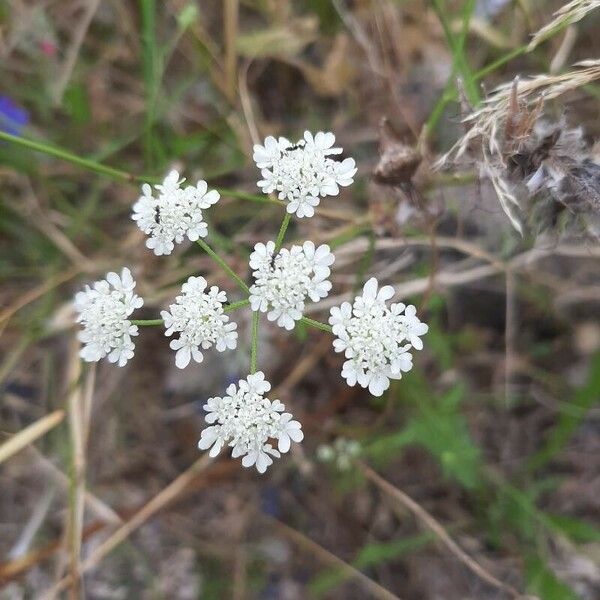 Torilis arvensis Blüte